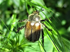 Chaetopteroplia segetum
