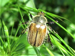 Chaetopteroplia segetum