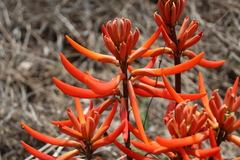 Erythrina leptorhiza