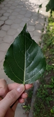 Populus × berolinensis