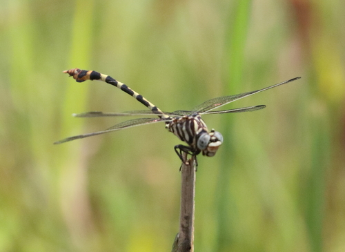 Four-striped Leaftail photo 5