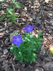 Platycodon grandiflorus