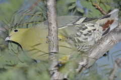 Treron australis