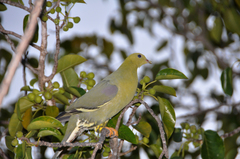 Treron australis