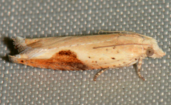 Pseudexentera costomaculana