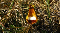 Calceolaria uniflora