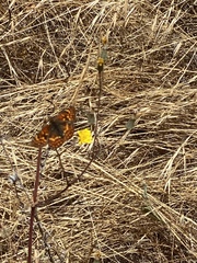 Chlosyne palla eremita