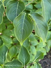 Cornus kousa