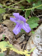 Ruellia purshiana