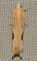 Pseudexentera costomaculana