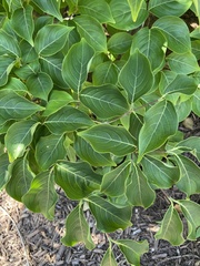 Cornus kousa