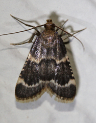 Aglossa