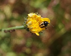 Cryptocephalus vittatus