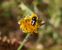 Cryptocephalus vittatus