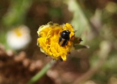 Cryptocephalus vittatus