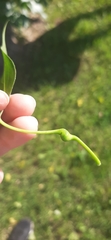 Pemphigus spyrothecae