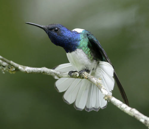 White-Necked Jacobin
