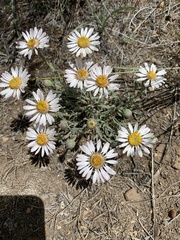 Townsendia florifera