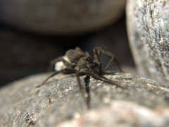 Pardosa lapidicina