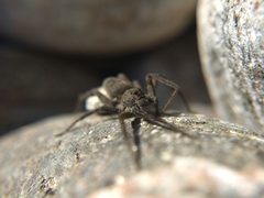 Pardosa lapidicina