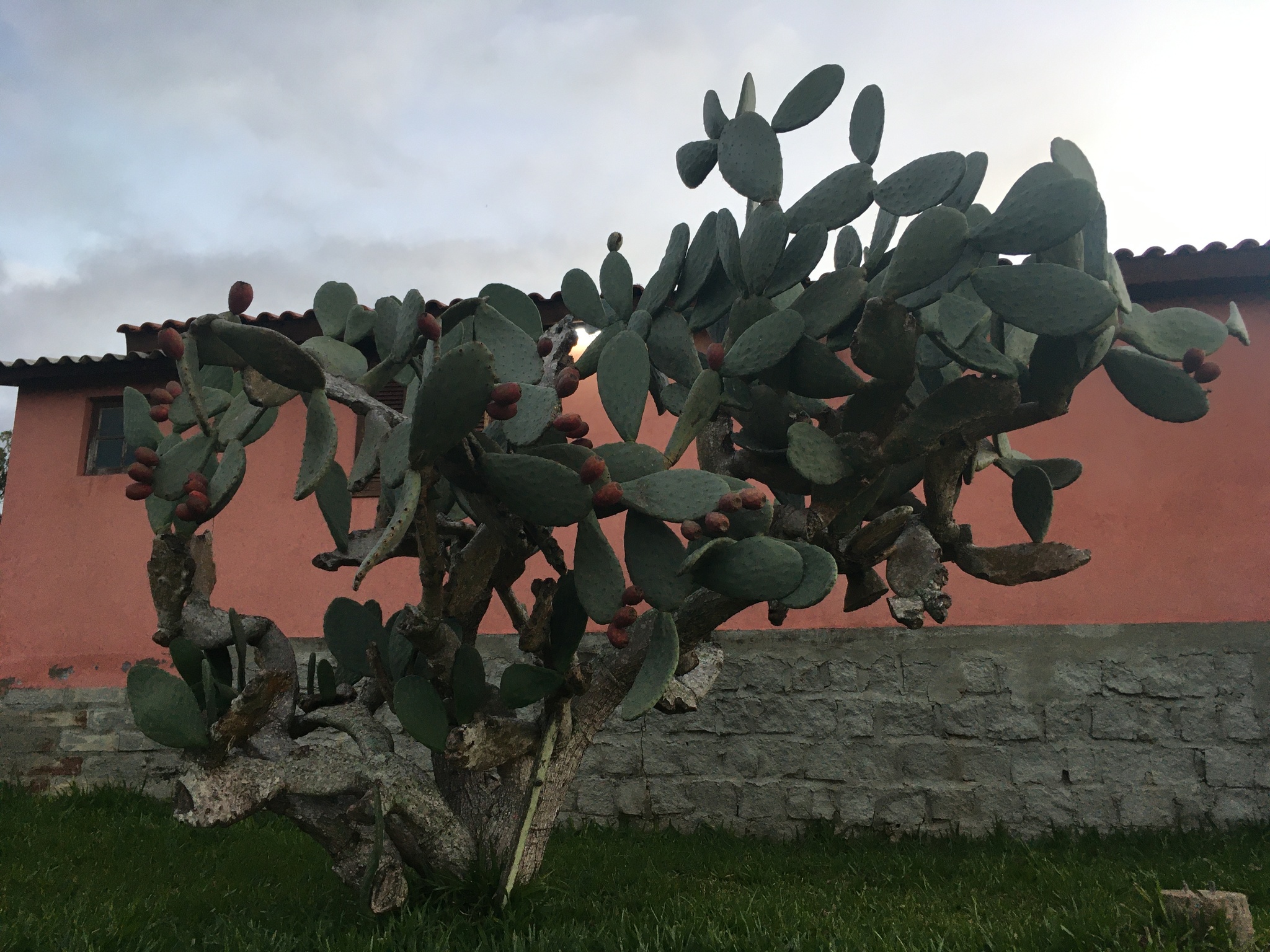 Opuntia ficus-indica