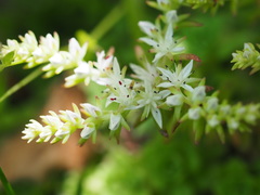 Sedum glaucophyllum