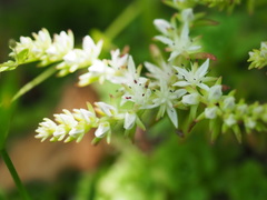Sedum glaucophyllum