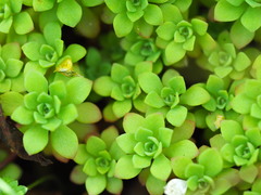 Sedum glaucophyllum