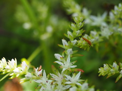 Sedum glaucophyllum