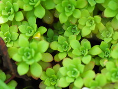 Sedum glaucophyllum