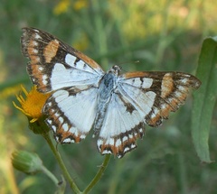 Ariconias glaphyra