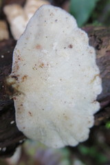 Trametes menziesii