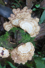 Trametes menziesii