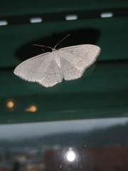 Scopula subpunctaria