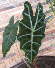 Alocasia amazonica