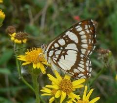 Ariconias glaphyra