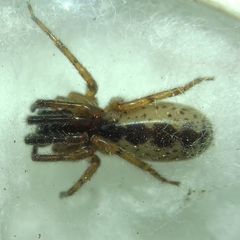 Segestria senoculata