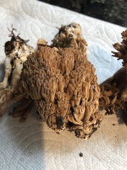 Ramaria marrii