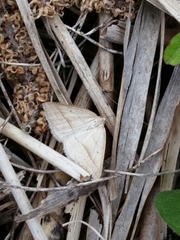 Petrophora chlorosata