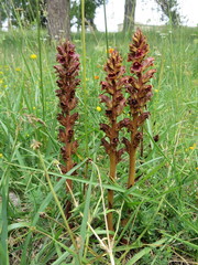 Orobanche gracilis