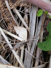 Petrophora chlorosata