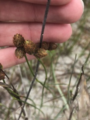 Fuirena scirpoidea