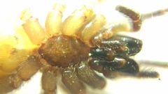 Segestria senoculata