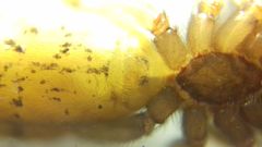 Segestria senoculata