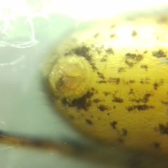 Segestria senoculata