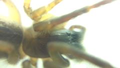Segestria senoculata