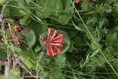 Lonicera sempervirens