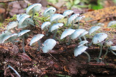 Clitocybula azurea