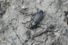 Carabus vinctus