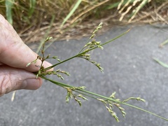 Juncus anthelatus